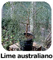 Lime australiano
